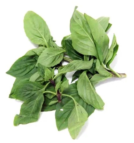 [FR1979-059] Basilic Thaï 20 Gr
